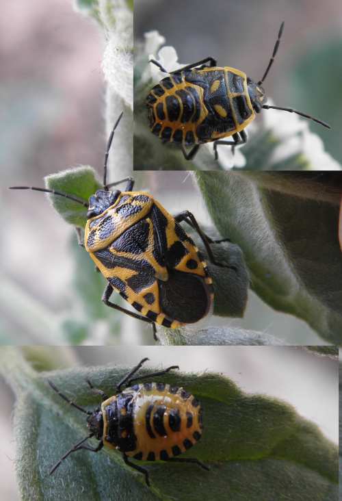 Pentatomidae: Eurydema ventralis del Lazio (Roma)